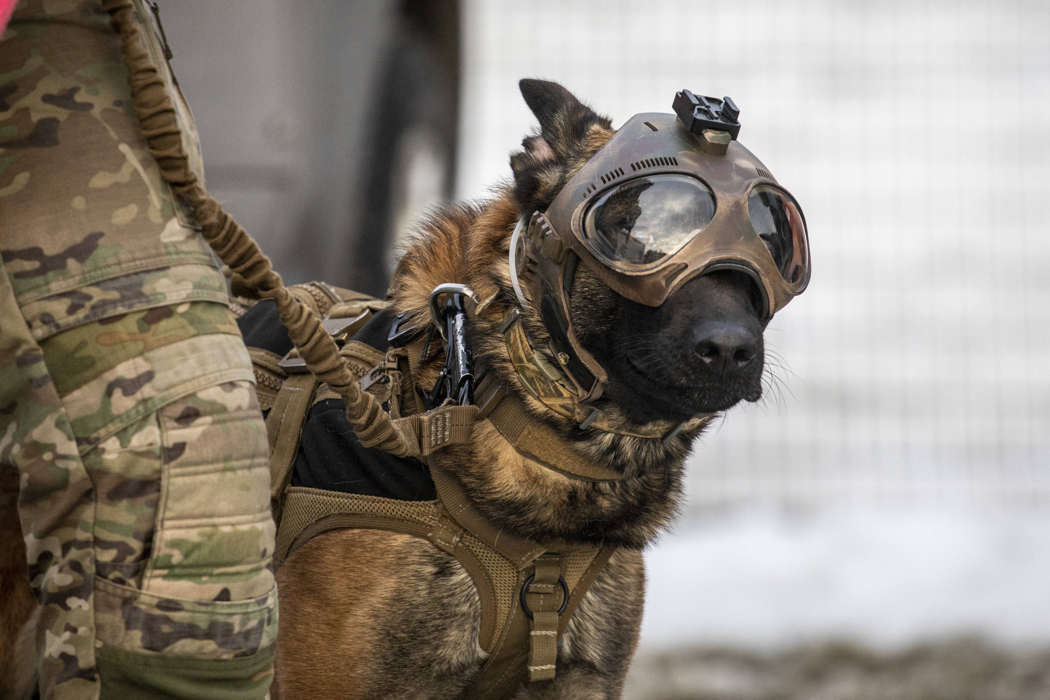 Image shows RAF Military Working Dog wearing headgear.